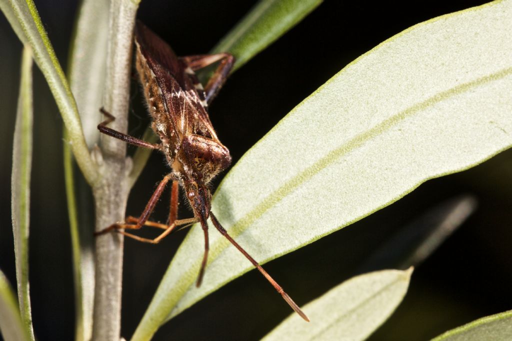 Leptoglossus occidentalis